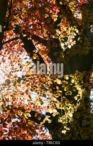Rotbuche (Fagus sylvatica var. purpurea, Fagus sylvatica 'Atropunicea', Fagus sylvatica Atropunicea), Krone, Deutschland Stockfoto