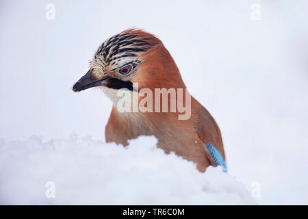 Eichelhäher (Garrulus glandarius), Nahrungssuche auf verschneiten Boden, Deutschland Stockfoto