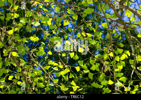 Maidenhair tree, Ginkgobaum, Gingko Baum, Ginko (Ginkgo biloba), Zweigniederlassung, mit jungen Blätter und männliche Blüten Stockfoto