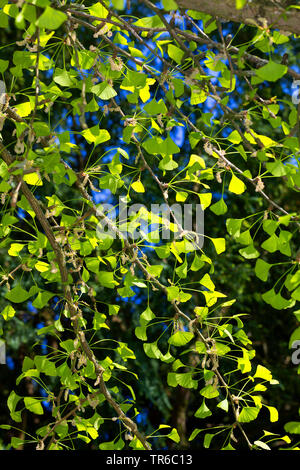 Maidenhair tree, Ginkgobaum, Gingko Baum, Ginko (Ginkgo biloba), Zweigniederlassung, mit jungen Blätter und männliche Blüten Stockfoto