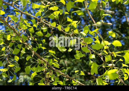 Maidenhair tree, Ginkgobaum, Gingko Baum, Ginko (Ginkgo biloba), Zweigniederlassung, mit jungen Blätter und männliche Blüten Stockfoto