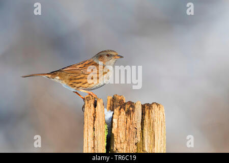 Dunnock (Phasianus colchicus), sitzend auf einem morschen Baum Baumstumpf, Seitenansicht, Deutschland Stockfoto