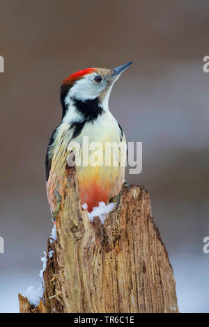 Mitte Buntspecht (Picoides medius, Dendrocopos medius), Nahrungssuche auf einem morschen Baumstamm, Deutschland Stockfoto