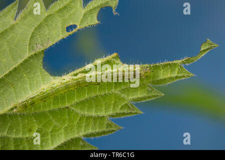 Gemeinsame Schnauze (Hypena proboscidalis), gut getarnten Raupen fressen in einem nesselblatt, Deutschland Stockfoto