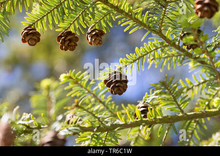 Hemlock Fichte, östliche Hemlocktanne (Tsuga canadensis), Zweigniederlassung, mit Kegel Stockfoto