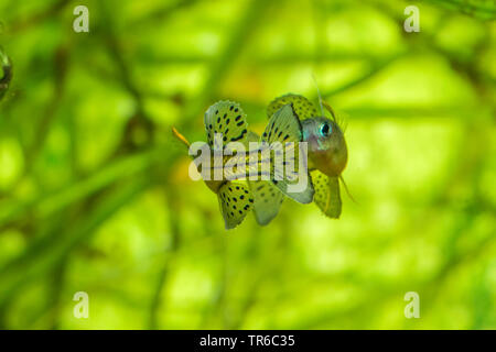 Gertrud von blue-eye, spotted blue-eye (Pseudomugil gertrudae), zwei gegensätzliche Männer Stockfoto