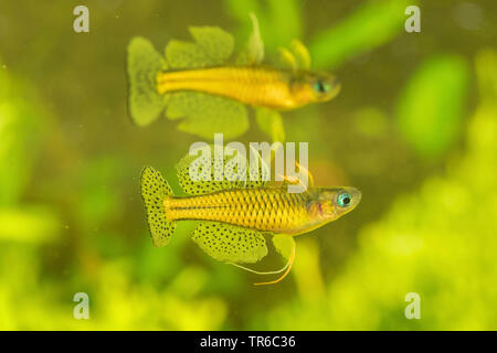 Gertrud von blue-eye, spotted blue-eye (Pseudomugil gertrudae), zwei gegensätzliche Männer, Seitenansicht Stockfoto