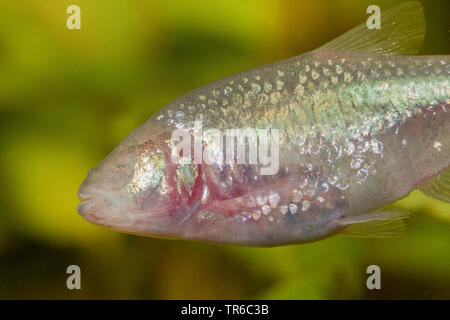 Blind Höhle Tetra, blind cavefish (Anoptichthys jordani, Astyanax fasciatus mexicanus), Brustbild, Seitenansicht Stockfoto