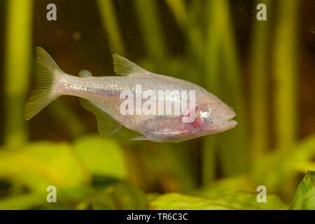 Blind Höhle Tetra, blind cavefish (Anoptichthys jordani, Astyanax fasciatus mexicanus), full-length Portrait, Seitenansicht Stockfoto