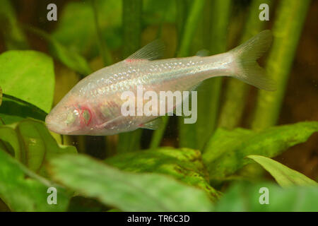 Blind Höhle Tetra, blind cavefish (Anoptichthys jordani, Astyanax fasciatus mexicanus), Schwimmen weibliche, Seitenansicht Stockfoto