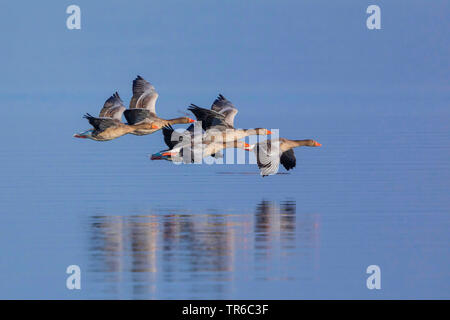 Graugans (Anser anser), Troup über einen See, Seitenansicht, Deutschland, Bayern, Chiemsee Stockfoto