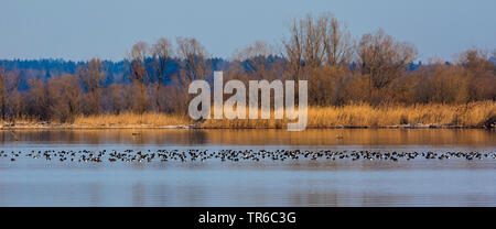 Reiherente (Aythya fuligula), große Herde von Winter ruht auf dem See, Deutschland, Bayern Stockfoto