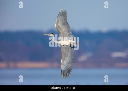 Graureiher (Ardea cinerea), spektakulären Flug über den See, Ansicht von unten, Deutschland, Bayern, Chiemsee Stockfoto