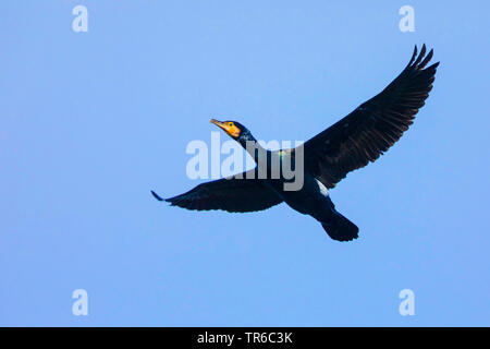 Kormoran (Phalacrocorax carbo), in der Zucht Federkleid, Fliegen, Deutschland, Bayern Stockfoto