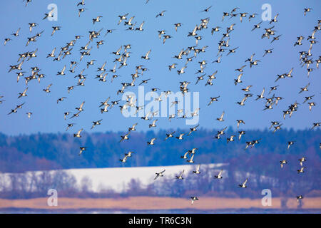 Reiherente (Aythya fuligula), große Herde von Winter, Fliegen, Deutschland, Bayern Stockfoto