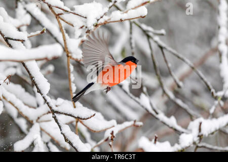 Dompfaff, Gimpel, nördliche Gimpel (Pyrrhula pyrrhula), male ab einem schneebedeckten cherry Zweig, Seitenansicht, Deutschland, Bayern Stockfoto