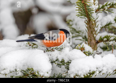 Dompfaff, Gimpel, nördliche Gimpel (Pyrrhula pyrrhula), männlich Sitzen auf einem verschneiten Tannen, Seitenansicht, Deutschland, Bayern, Isental Stockfoto