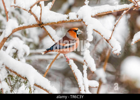 (Hawfinch Coccothraustes coccothraustes), männlich Sitzen auf einem schneebedeckten Zweig, Seitenansicht, Deutschland, Bayern Stockfoto