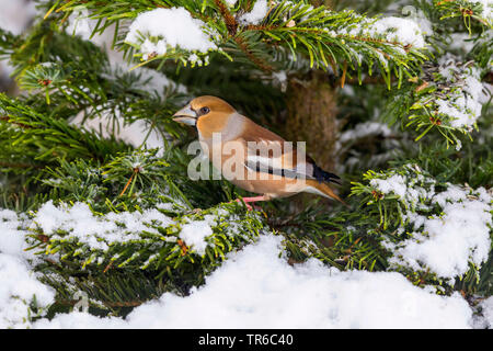 (Hawfinch Coccothraustes coccothraustes), männlich Sitzen auf einem schneebedeckten Tannen Zweig, Seitenansicht, Deutschland, Bayern Stockfoto
