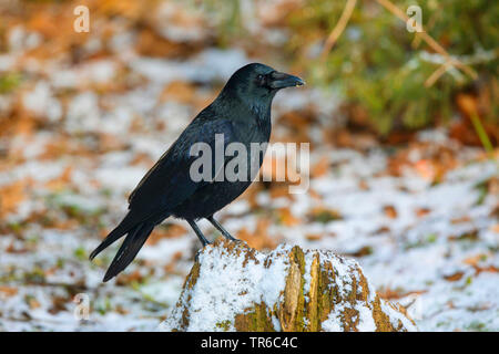 Nebelkrähe (Corvus corone, Corvus corone Corone), Sitzen im Winter auf einem Baum Baumstumpf, Seitenansicht, Deutschland, Bayern, Isental Stockfoto