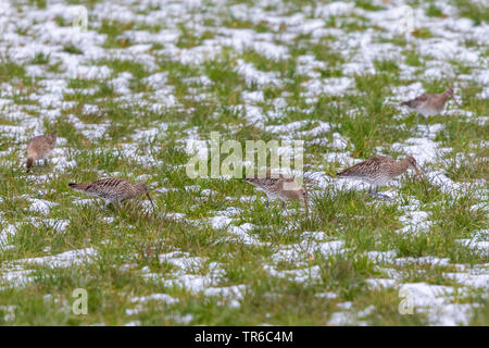 Western Brachvögel (Numenius arquata), in der Gruppe der Nahrungssuche in einem Sno-bedeckten Wiese, Deutschland, Bayern Stockfoto