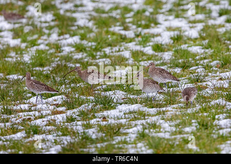 Western Brachvögel (Numenius arquata), in der Gruppe der Nahrungssuche in einem Sno-bedeckten Wiese, Deutschland, Bayern Stockfoto