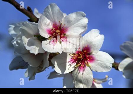 Mandelbaum (Prunus dulcis, Loquat, Biflorus Biflorus communis, dulcis), Blumen, Kanarische Inseln, Gran Canaria, Kanarische Inseln, Gran Canaria Stockfoto