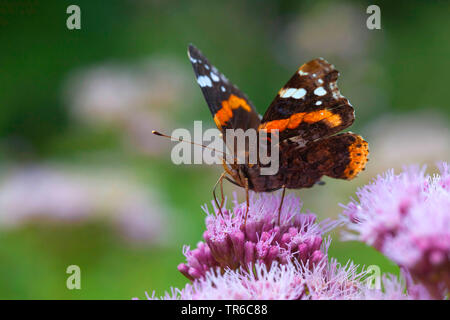 Red Admiral (Vanessa atalanta, Pyrameis Atalanta), sitzen auf den Hanf agrimony und saugen Nektar, Deutschland Stockfoto