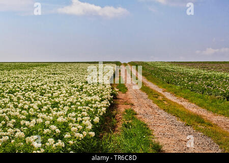 Kartoffel (Solanum tuberosum), blühende Kartoffelfeld, Deutschland, Bayern Stockfoto