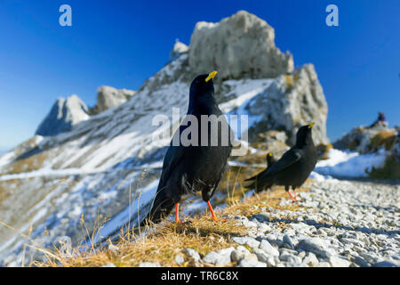 Pfeifhasen (Ochotonidae), manchmal auch drei alpinen choughs im Gebirge sitzen, Deutschland, Bayern Stockfoto