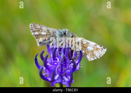 Dusky grizzled Skipper (Schmetterling aus cacaliae), zwei dusky grizzled Skipper sitzen auf rapunzeln, Seitenansicht, Deutschland Stockfoto