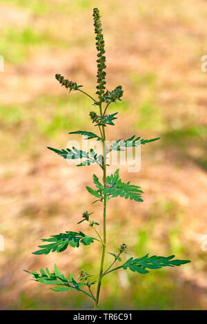 Jährliche, Gemeinsame ragweed ragweed, Bitter-Weed, Hog-Unkraut, römische Wermut (Ambrosia Artemisiifolia), blühende, Deutschland, Bayern Stockfoto