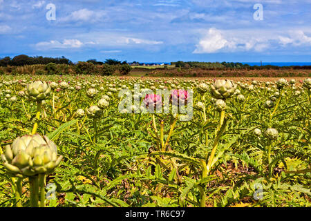 Artischocke Distel, Cardoon (Cynara Cardunculus, Cynara Scolymus), Feld, Frankreich Stockfoto