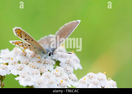 Gemeinsame blau (Polyommatus icarus), Weibliche sitzen auf Schafgarbe, Deutschland, Bayern Stockfoto