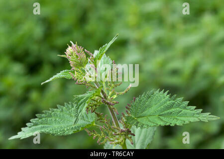 Brennnessel (Urtica dioica), blühende, Deutschland, Bayern Stockfoto