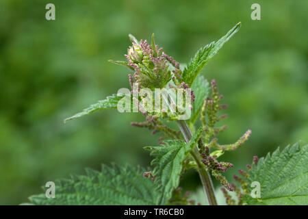 Brennnessel (Urtica dioica), blühende, Deutschland, Bayern Stockfoto