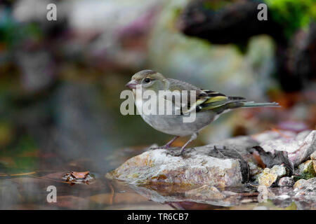 Buchfink (Fringilla coelebs), Weibliche sitzen auf einem Stein am Ufer, Seitenansicht, Deutschland, Bayern Stockfoto