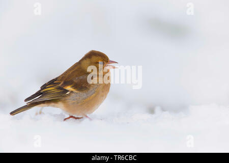 Buchfink (Fringilla coelebs), weibliche Nahrungssuche im Schnee, Seitenansicht, Deutschland, Bayern Stockfoto