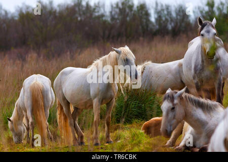 Camargue Pferd (Equus przewalskii f. caballus), Herde von Pferden in das Feuchtgebiet, Spanien Stockfoto