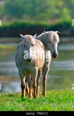 Camargue Pferd (Equus przewalskii f. caballus), zwei Camargue Pferde stehen im Feuchtgebiet, Spanien Stockfoto