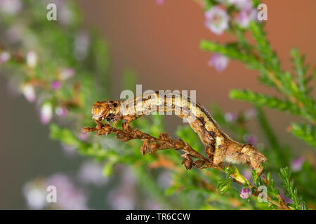 Lärche Looper, Blueberry lopper, Tanne Looper, Pflaume Looper (Ectropis crepuscularia, Ectropis bistortata, Boarmia bistortata), Looper fressen in der Heide, Seitenansicht, Deutschland Stockfoto