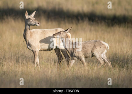 Red Deer (Cervus elaphus), Albino hind Beweidung mit Kalb in einer Wiese, Seitenansicht, Dänemark, Klamptenborg Stockfoto