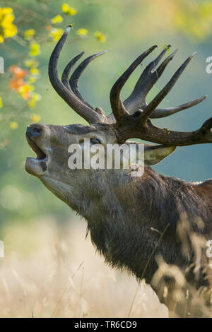 Red Deer (Cervus elaphus), röhrenden Rothirsch Rothirsch in der Brunftzeit, Dänemark, Klamptenborg Stockfoto