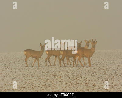 Reh (Capreolus capreolus), Gruppe Rehe auf schneebedeckten Feld in Nebel, Deutschland, Baden-Württemberg Stockfoto