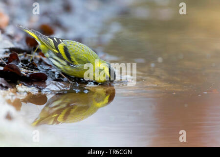 Spruce siskin (Carduelis spinus), Trinken männliche an der Wasserseite, Seitenansicht, Deutschland Stockfoto