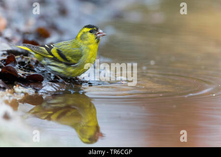 Spruce siskin (Carduelis spinus), Trinken männliche an der Wasserseite, Seitenansicht, Deutschland Stockfoto