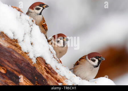 Eurasischen Feldsperling (Passer montanus), die drei Spatzen die Nahrungssuche auf einem schneebedeckten, morschen Baumstamm, Deutschland Stockfoto