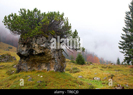 Mountain Pine, Mugo Pine (Pinus mugo), wächst auf einem Felsen, Österreich, Tirol, großer Ahornboden Stockfoto
