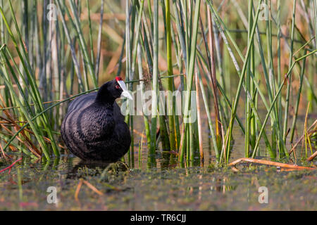 Rot - Genoppte Blässhuhn (Fulica cristata), stehen im Schilfgürtel, Spanien, Balearen, Mallorca Stockfoto