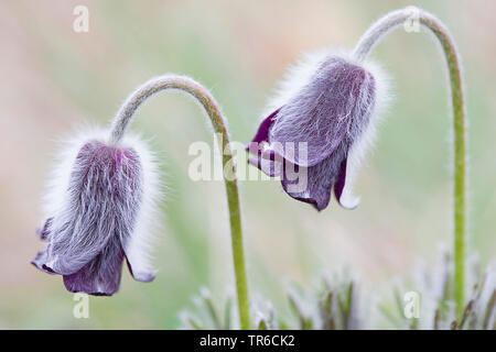 Schwarz Pasque flower (Pulsatilla pratensis ssp. nigricans, Pulsatilla nigricans), Blumen in der Seitenansicht, Österreich, Burgenland Stockfoto